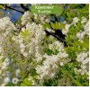 Саженцы акации белой (Робинии) Фризиа (Frisia) -  комплект 5 шт.
