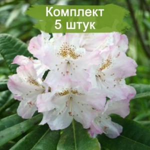 Саженцы рододендрона Сан Мишель (St. Michel) (розовый ) -  комплект 5 шт.