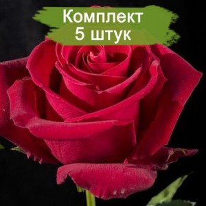 Саженцы чайно-гибридной розы Форевер янг (Forever Young) -  комплект 5 шт.