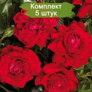 Саженцы плетистой розы Гранд Эвод (Grand Award) -  комплект 5 шт.