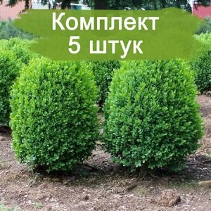 Саженцы самшита мелколистного Фолкнер (Faulkner) -  комплект 5 шт.