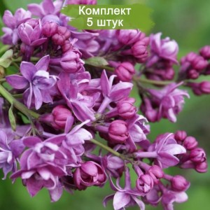 Сеянец сирени Adelaide Dunbar - комплект 5 шт.