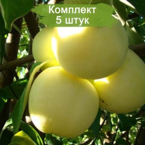 Саженцы яблони Дочь Папировки -  комплект 5 шт.